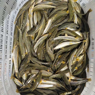 高原鳅（豹鱼仔）