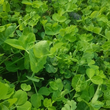 新场镇豆苗