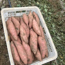 河北雄安龙薯十号大量上市产地直发量大价优货真价实质量保证