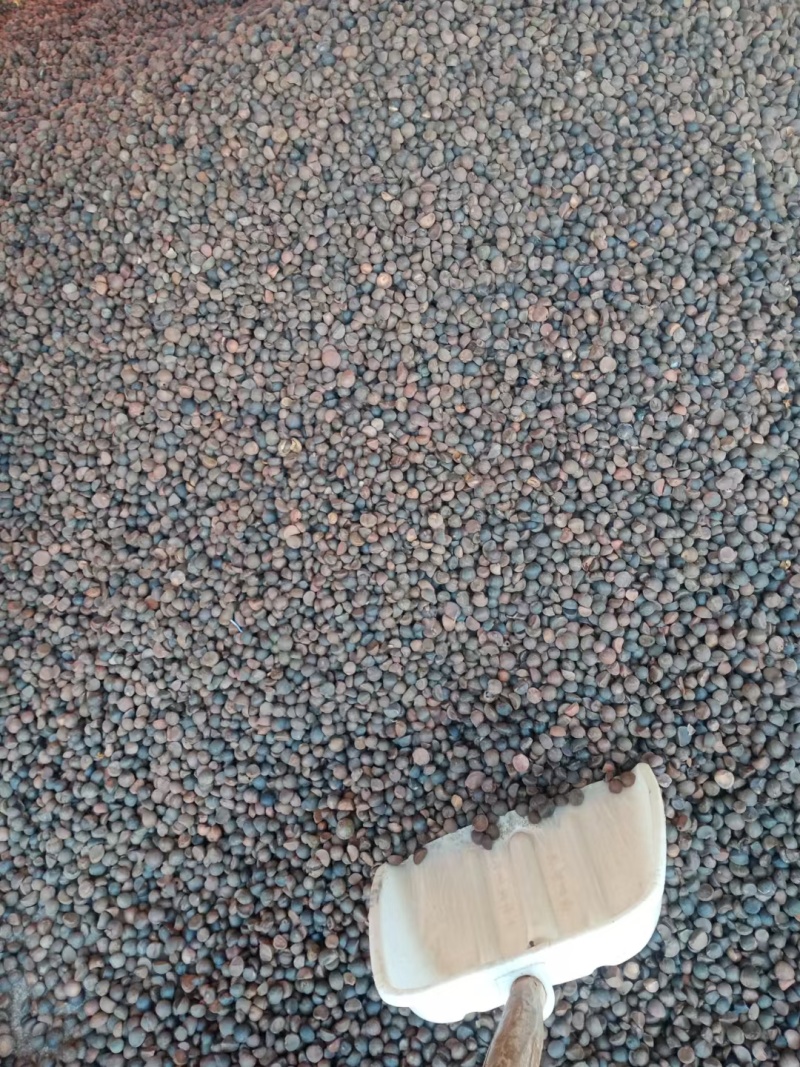 野生山茶油