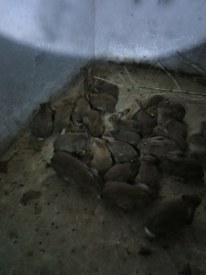 散养吃青草的比利时兔
