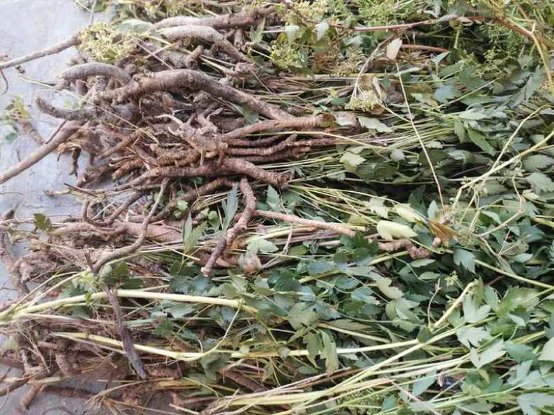 防风规格齐全基地直发质量保证量大干货鲜货各种规格