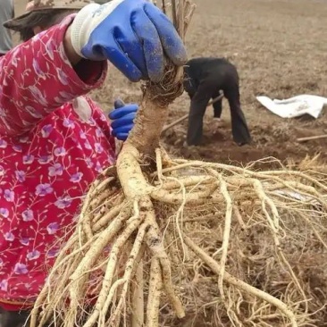 防风规格齐全基地直发质量保证量大干货鲜货各种规格