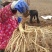 防风规格齐全基地直发质量保证量大干货鲜货各种规格