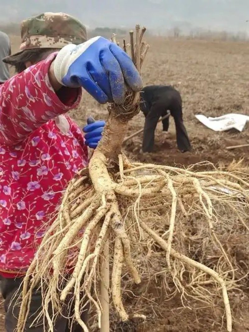 防风规格齐全基地直发质量保证量大干货鲜货各种规格