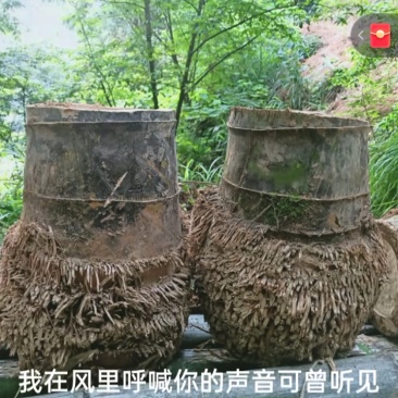 楠竹竹兜
