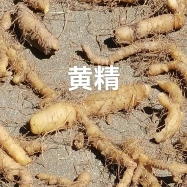 黄精野生黄精鲜货干货鸡头黄精多花黄精九蒸九晒各种规格