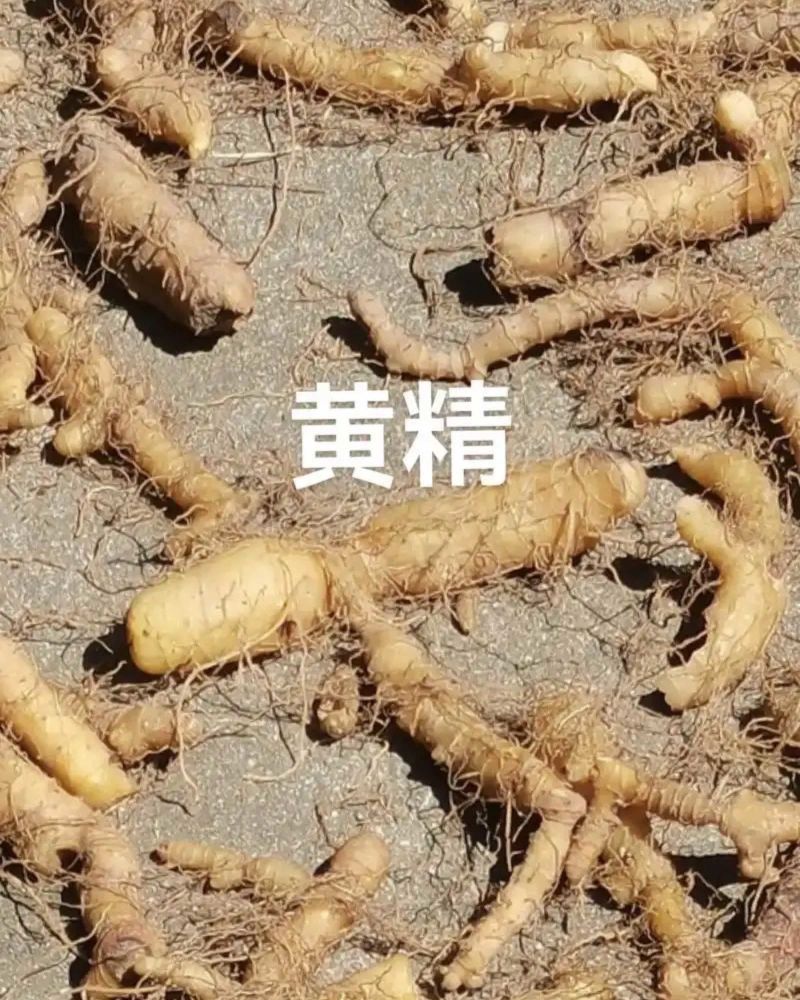黄精野生黄精鲜货干货鸡头黄精多花黄精九蒸九晒各种规格