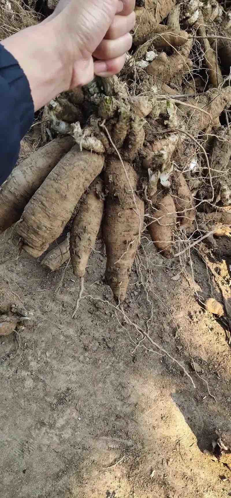 玄参中药材量大从优欢迎咨询联系对接产地直发各种规格