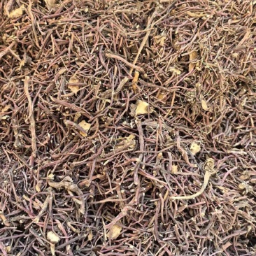 紫苑无硫中药材产地直发量大价优质量保证欢迎联系