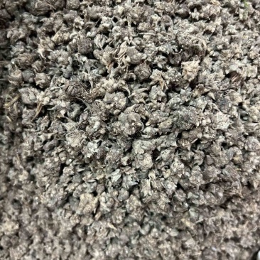 猫爪草精品货源中药材批发猫抓草质量保证