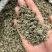 猫爪草精品货源中药材批发猫抓草质量保证