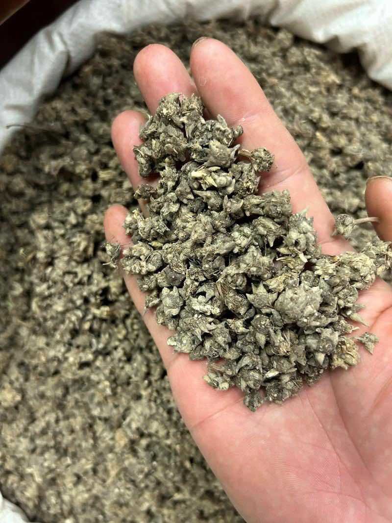 猫爪草精品货源中药材批发猫抓草质量保证