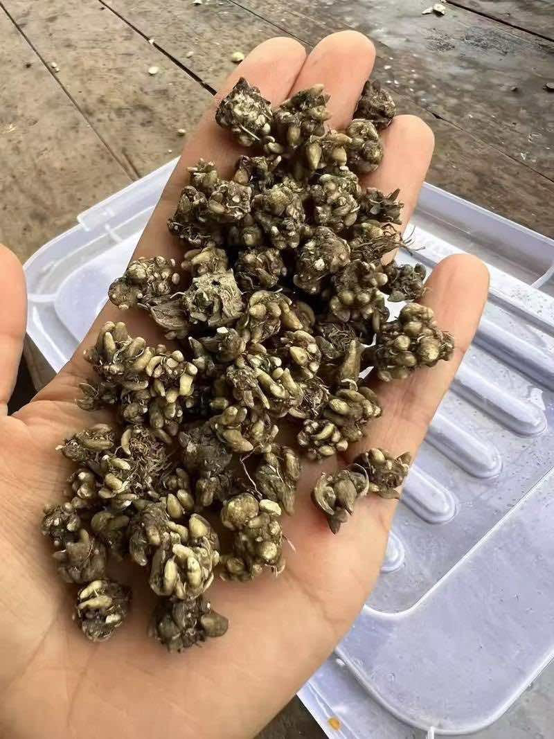 猫爪草精品货源中药材批发猫抓草质量保证