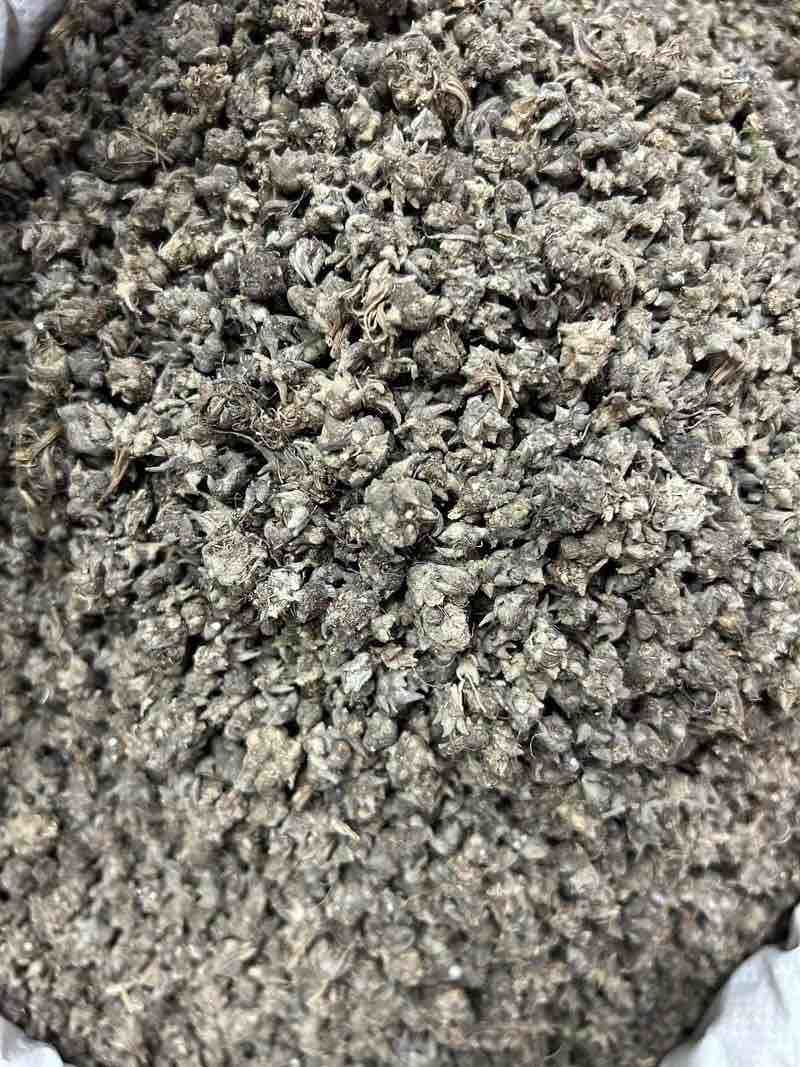 猫爪草精品货源中药材批发猫抓草质量保证
