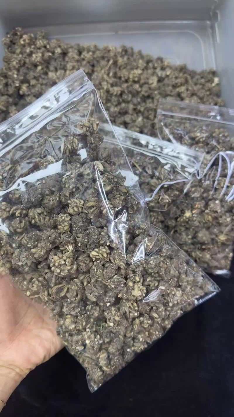 猫爪草精品货源中药材批发猫抓草质量保证