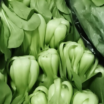 油菜