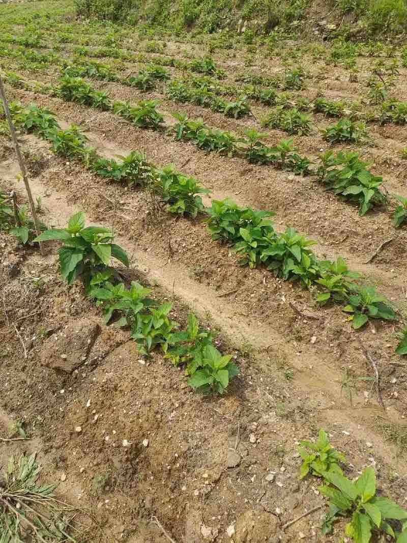供应优质丹参苗提供丹参苗栽培技术基地直供量大价优全国就近发货