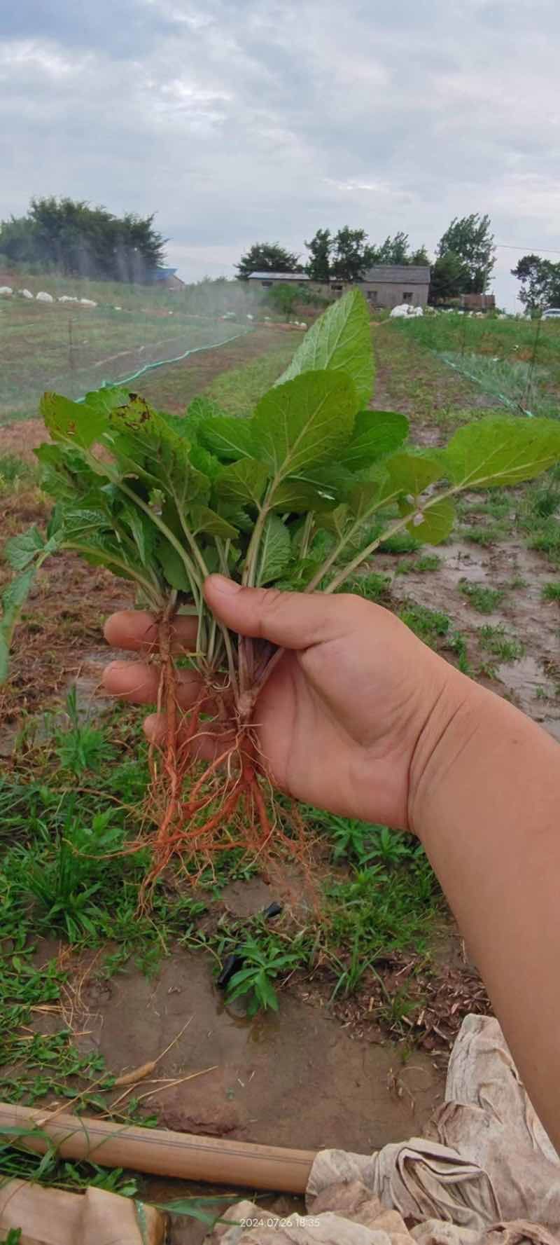 供应优质丹参苗提供丹参苗栽培技术基地直供量大价优全国就近发货