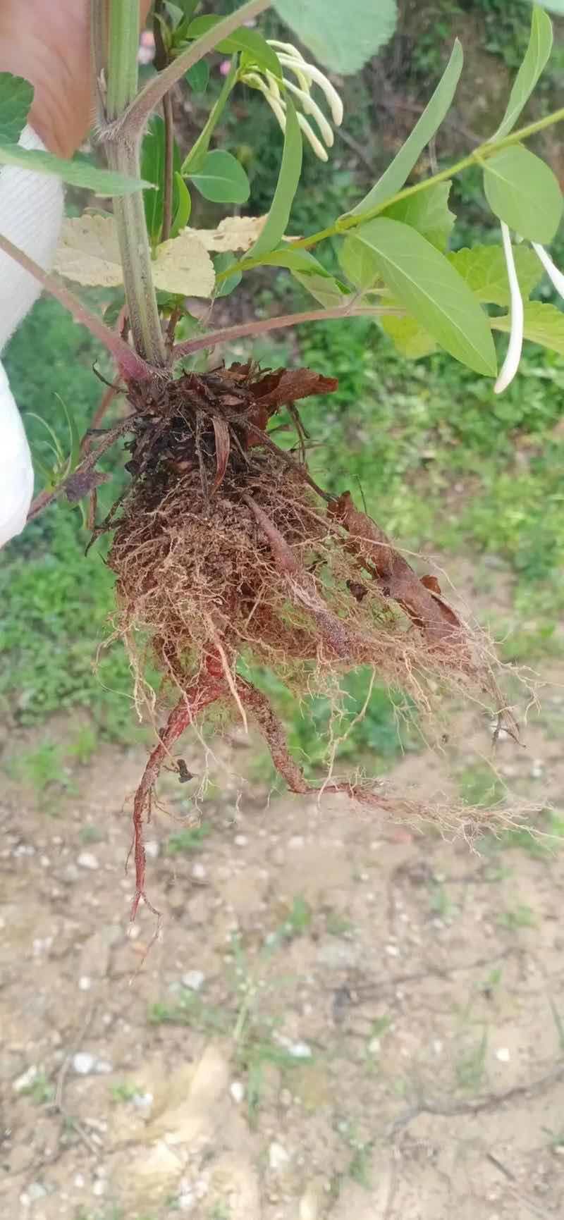 供应优质丹参苗提供丹参苗栽培技术基地直供量大价优全国就近发货