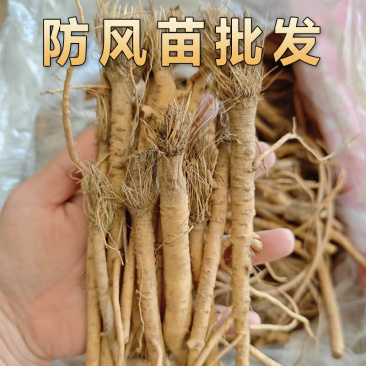 高产防风苗基地直发提供技术指导产地直发量大价优