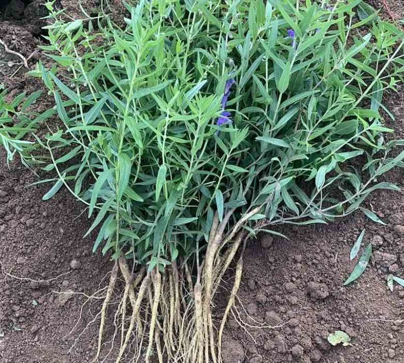 黄芩苗大型育苗基地免费提供技术指导包回收全国就近安排货源