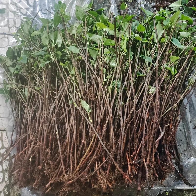 何首乌苗成活率高好管理提供种植技术种植简单全国就近发货