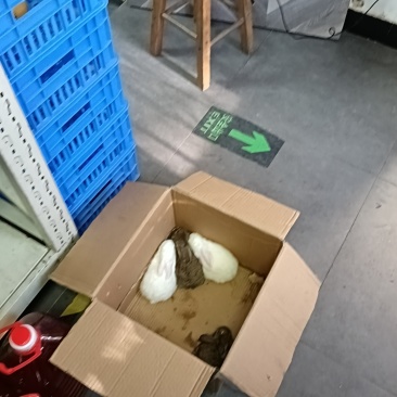 宠物兔