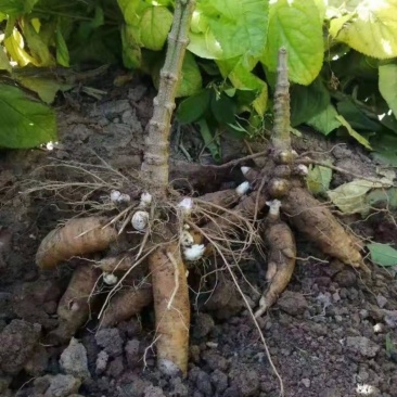 玄参苗玄参芽提供技术指导包回收大型育苗基地