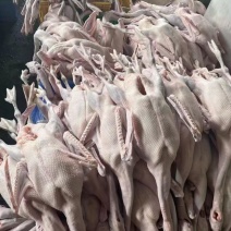 黑粽鹅