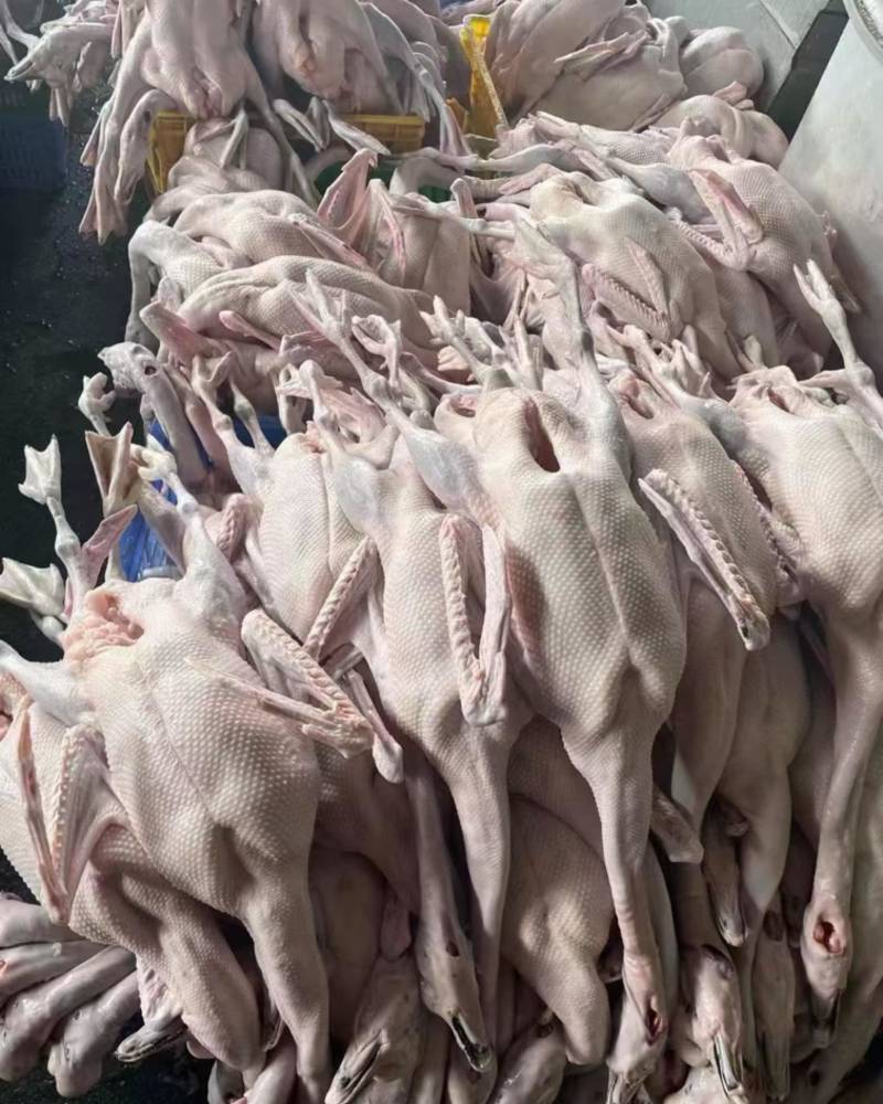黑粽鹅
