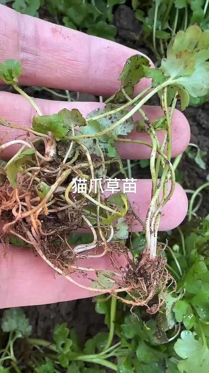 猫爪草苗大量货源面向全国采购商易成活提供技术指导