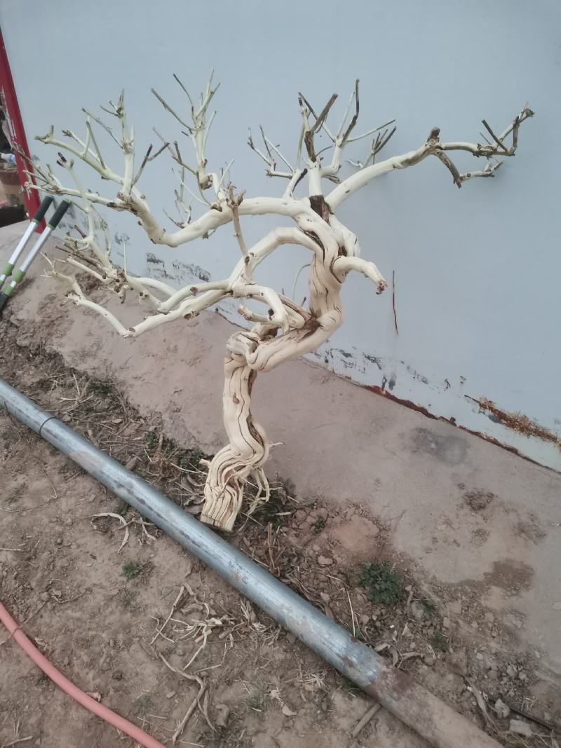 金银花树，爬架摆件仿真造景