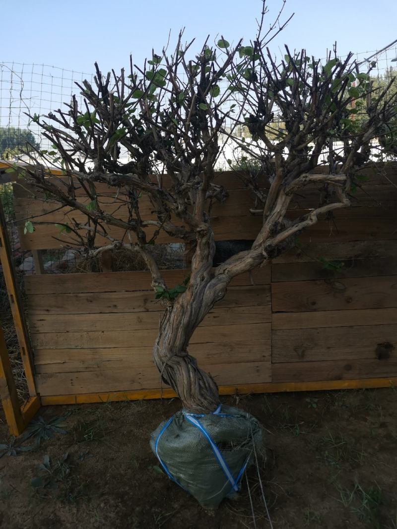 金银花树，爬架摆件仿真造景