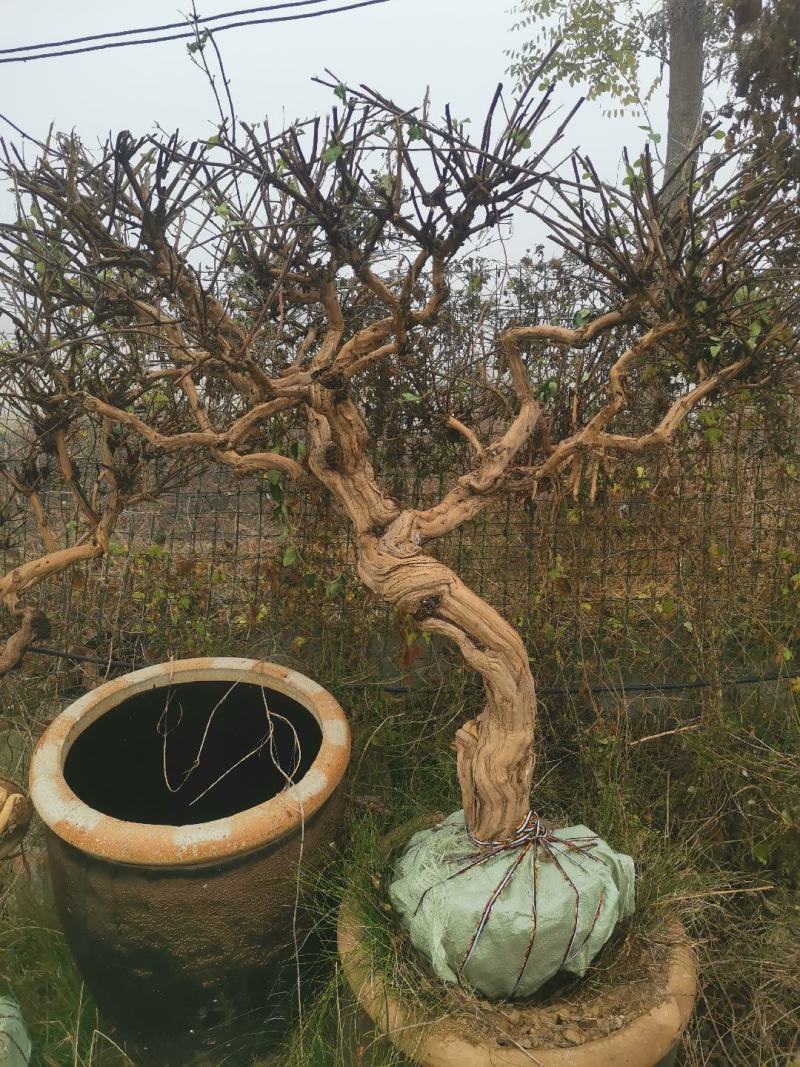 金银花树，爬架摆件仿真造景