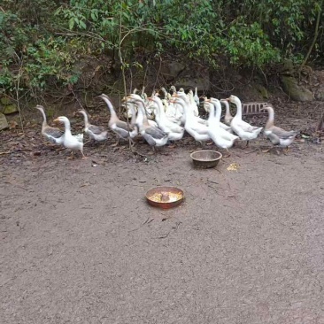 四川巴中恩阳区正宗土鹅蛋