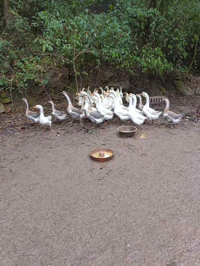 四川巴中恩阳区正宗土鹅蛋
