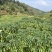 广西华南9号黄心木薯苗