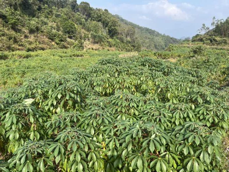 广西华南9号黄心木薯苗