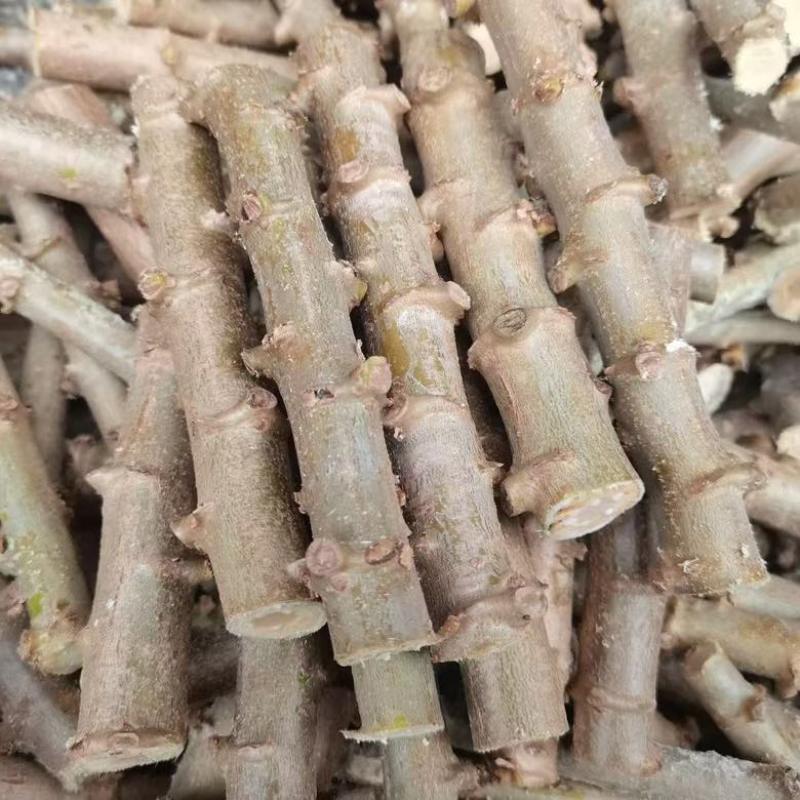 广西华南9号黄心木薯苗