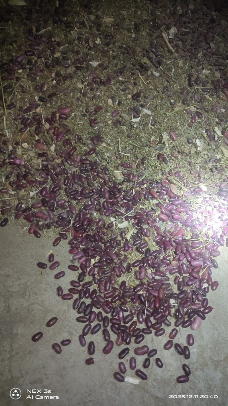 云南红豆