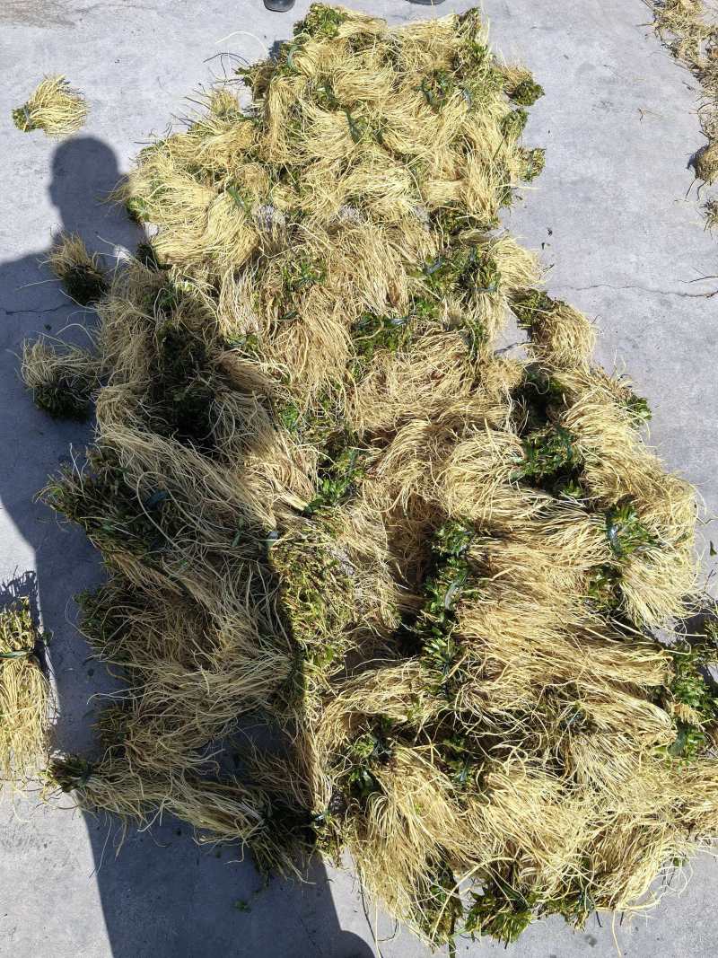 龙胆草鲜货