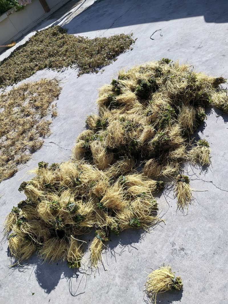 龙胆草鲜货