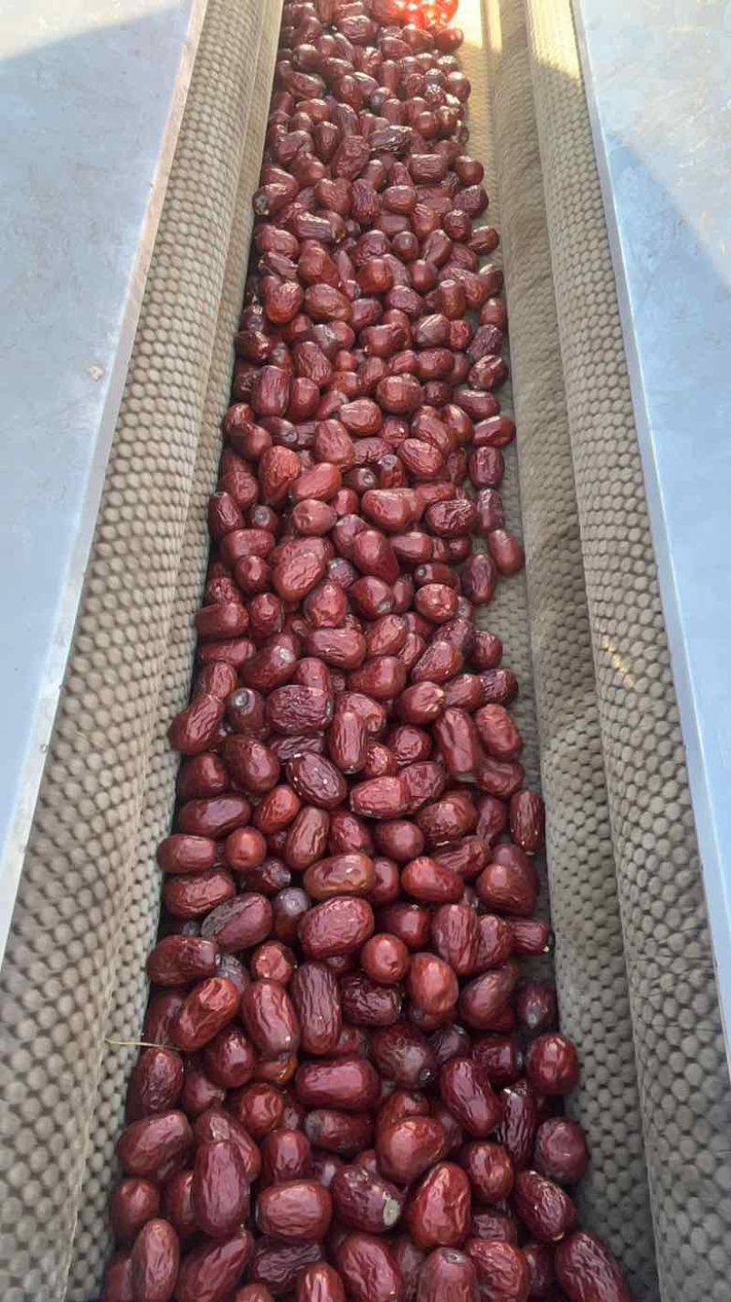 新疆大枣