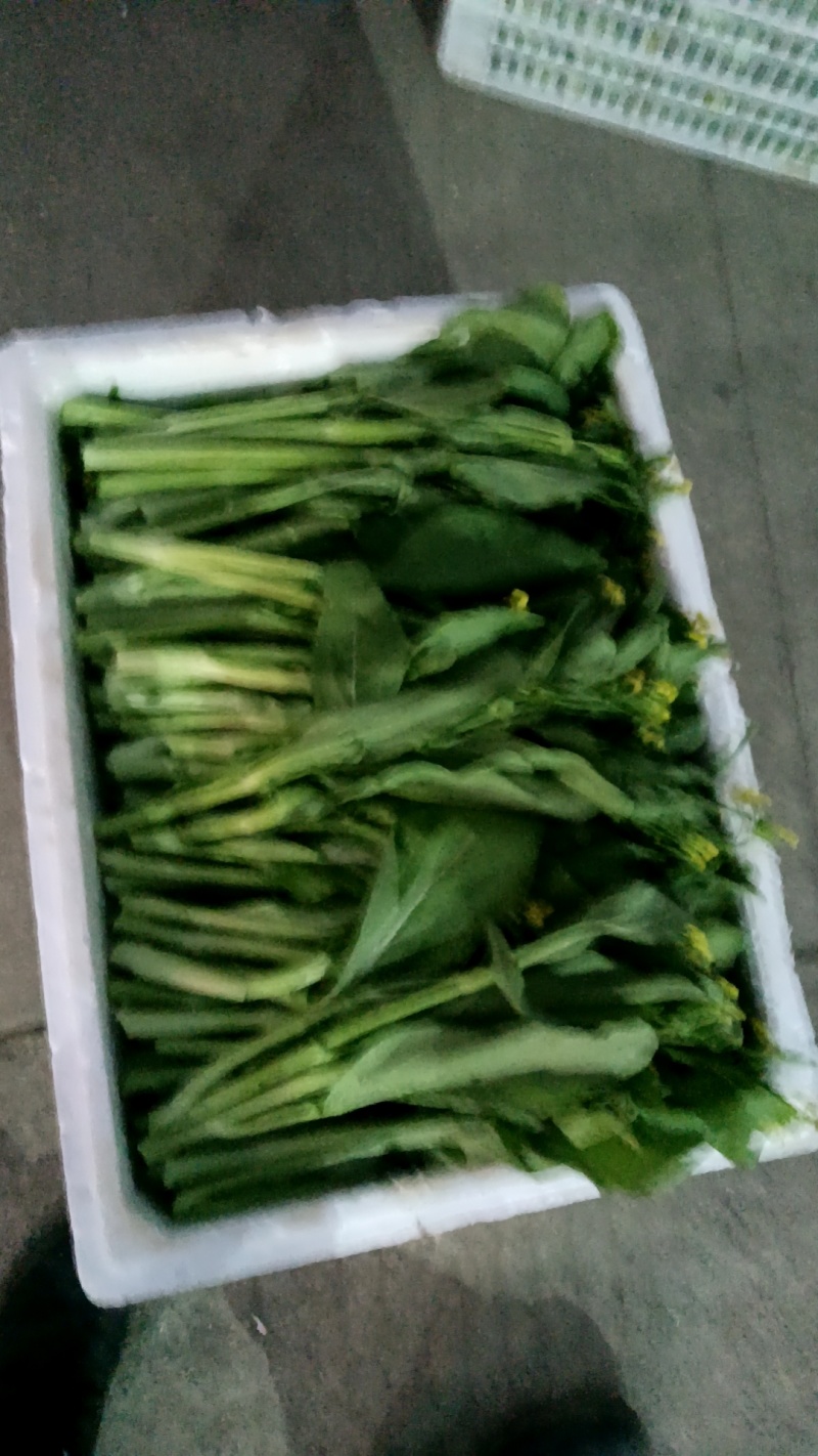 大量供应连州2号，4号菜心，