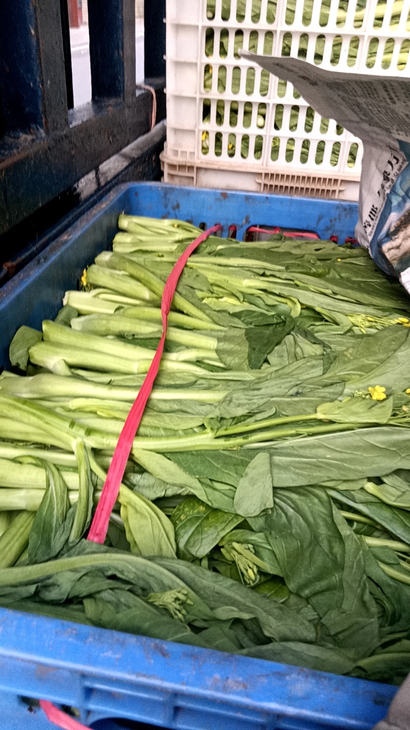大量供应连州2号，4号菜心，