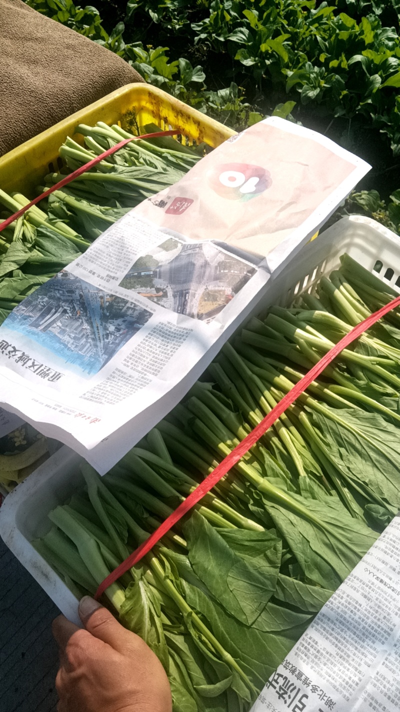 大量供应连州2号，4号菜心，