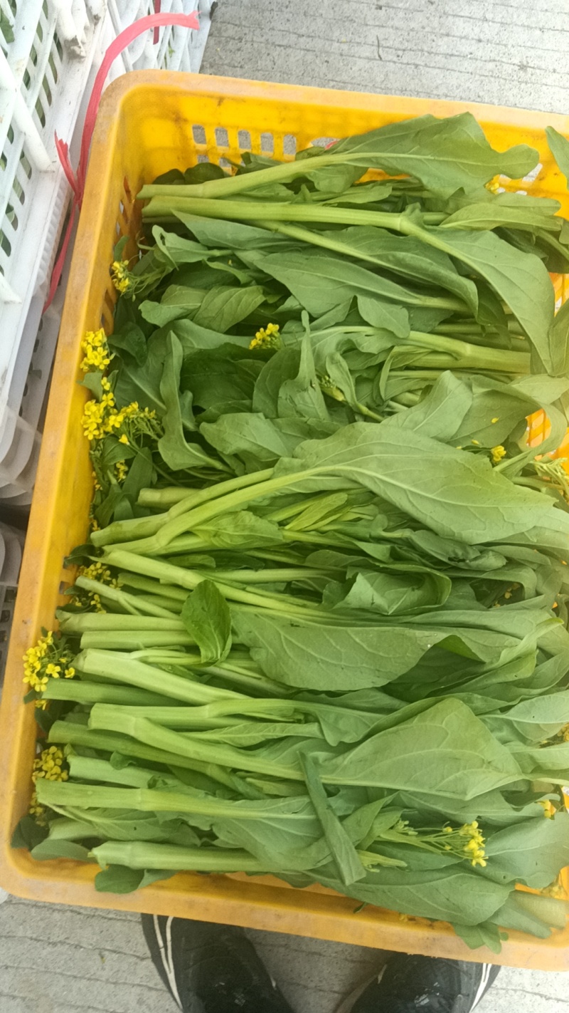 大量供应连州2号，4号菜心，
