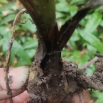 毛慈菇川紫花苗毛慈菇川紫花苗子