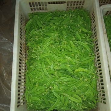 荷兰豆